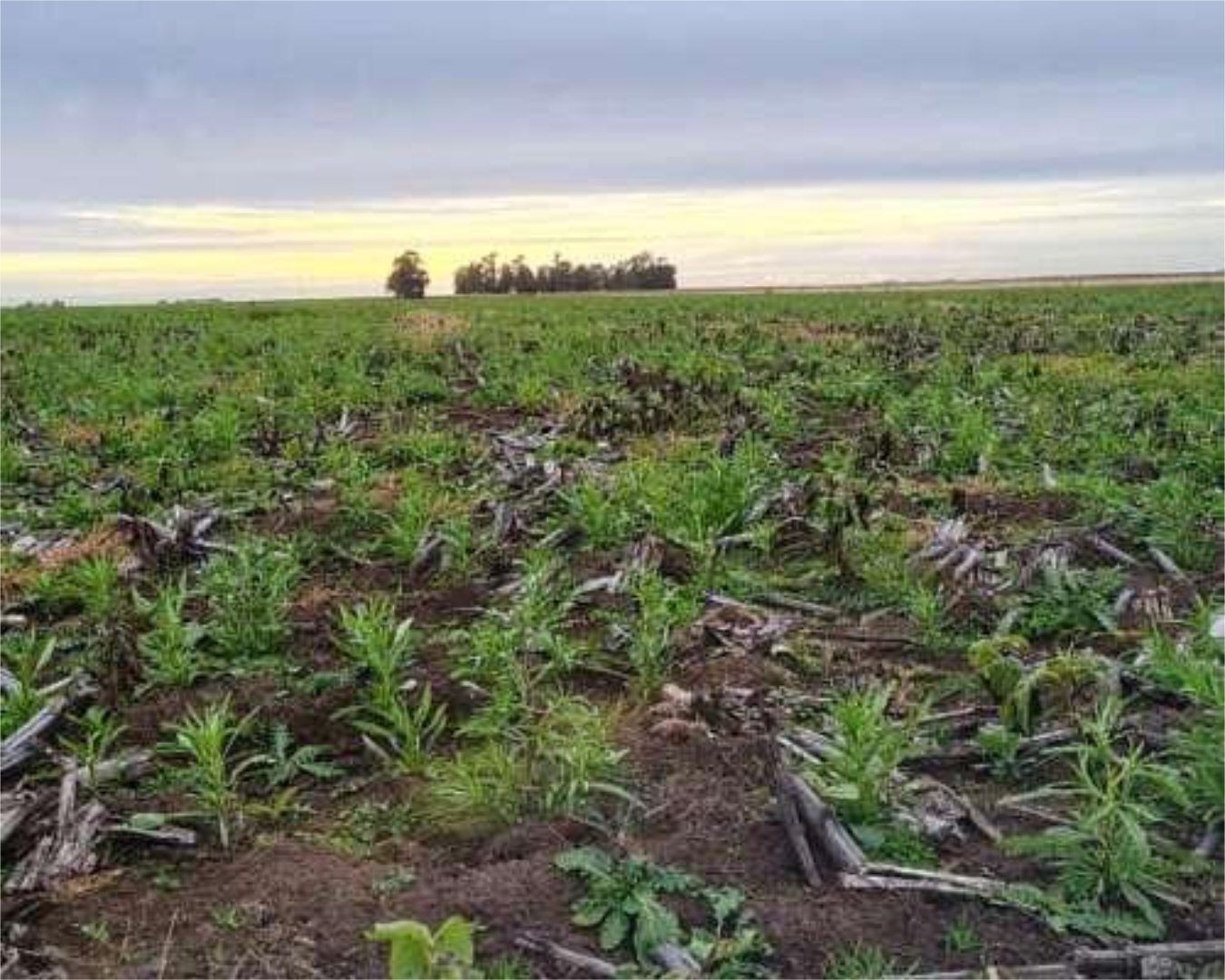 Del laboratorio al campo: Madariaga pone a prueba otra forma de producir