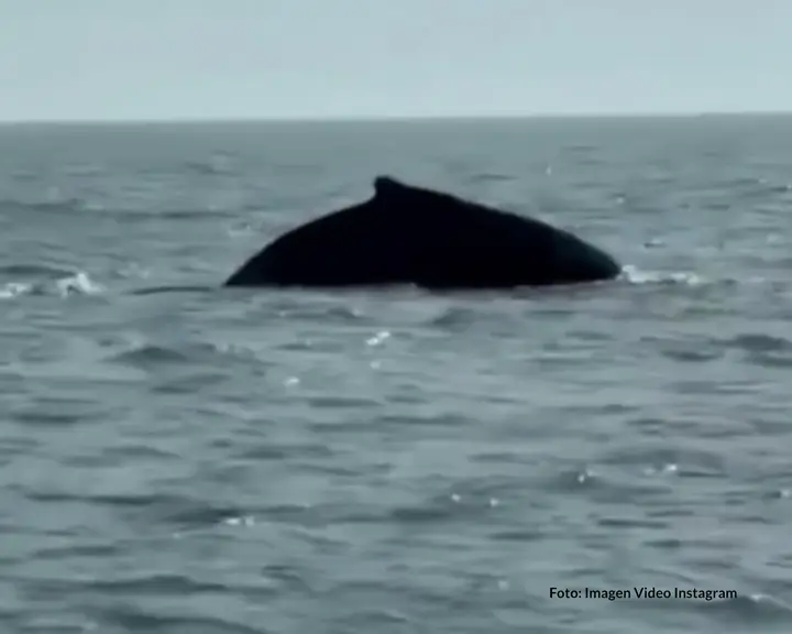 Una visitante inesperada: una ballena apareció a metros de la playa