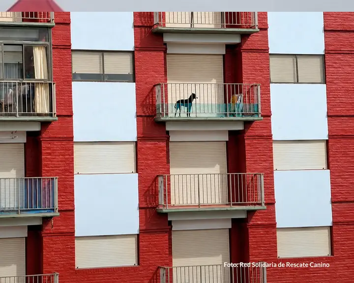 Reclaman una intervención urgente por un perro que permanece en un balcón